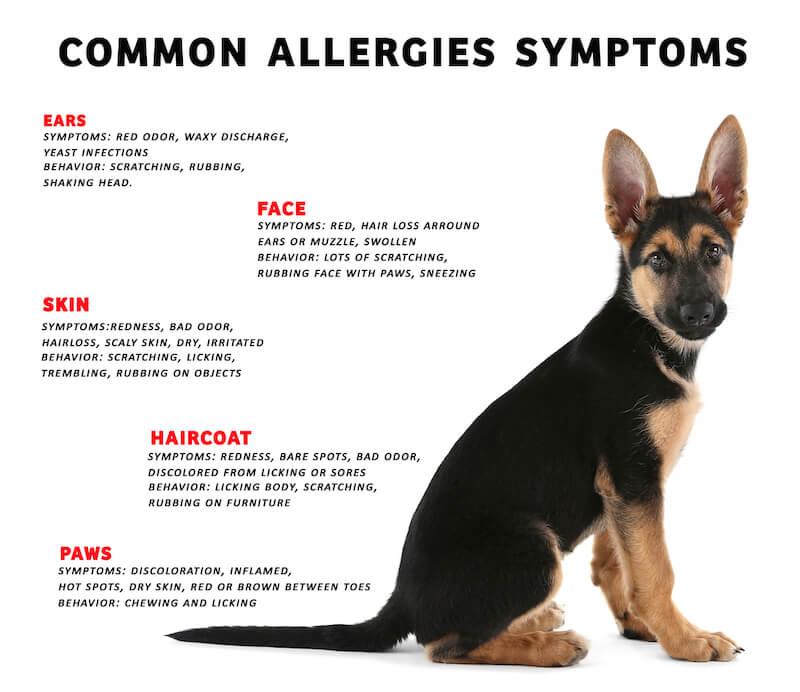 How To Manage Allergic Dermatitis In Dogs: Tips For Keeping Your Dog  Comfortable | Kingsdale Animal Hospital