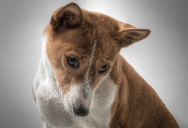 fanconi syndrome in dogs