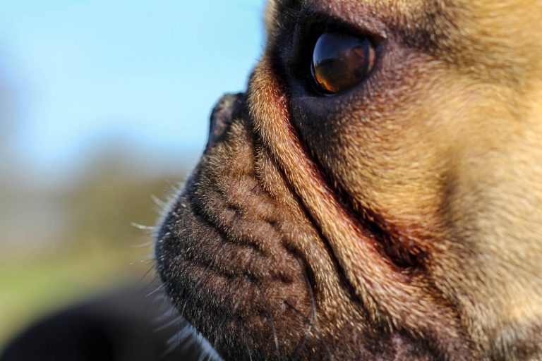 Brachycephalic Obstructive Airway Syndrome in Dogs