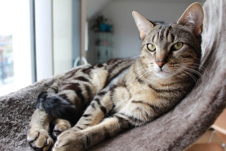symptoms of cats with diabetes