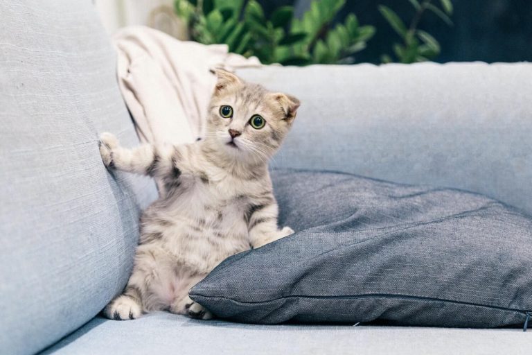 managing idiopathic cystitis in cats