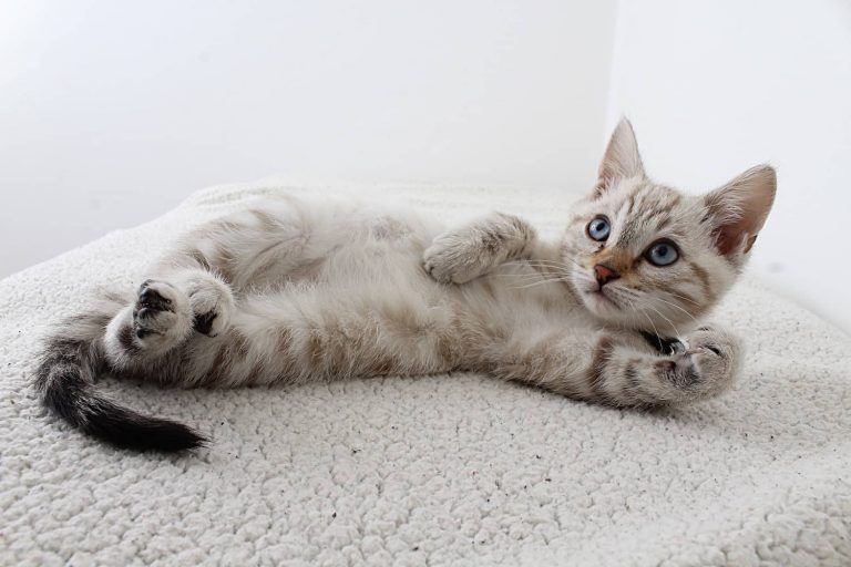 cerebellar hypoplasia in cats