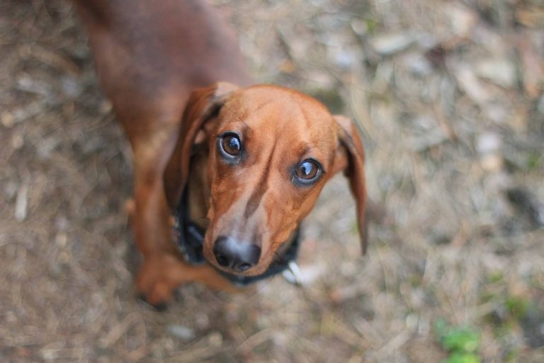 IVDD in dogs