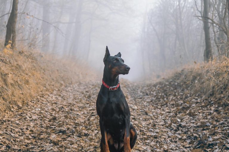 wobbler syndrome in dogs