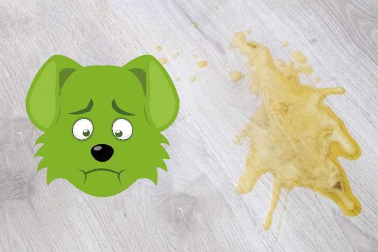 bilious vomiting syndrome in dogs