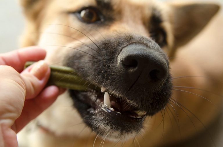 tooth abscess in dogs