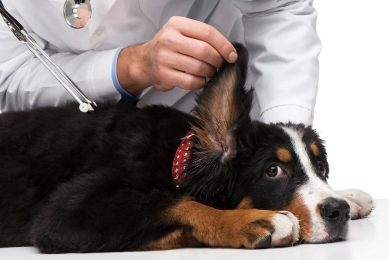 Chronic ear infections in dogs