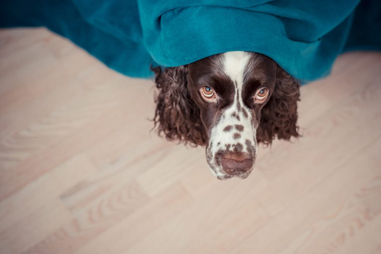 medications for anxious dogs