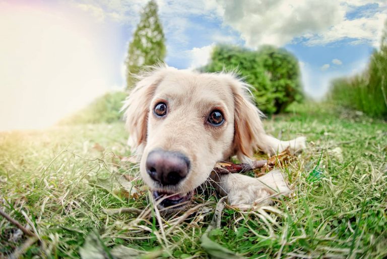 botfly in dogs