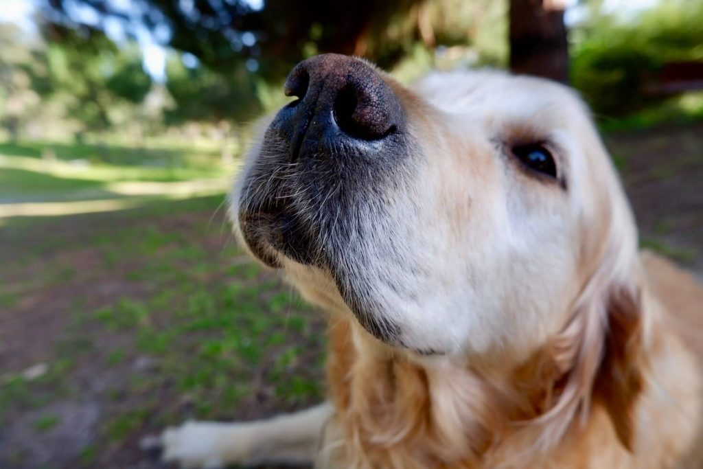 discoid lupoid erythematosus in dogs