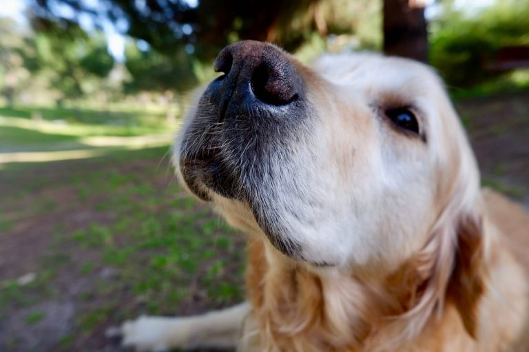 discoid lupoid erythematosus in dogs