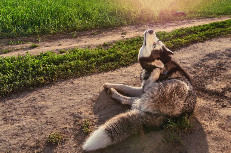 allergic dermatitis in dogs
