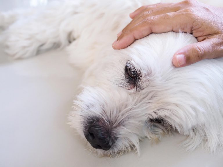 idiopathic epilepsy in dogs