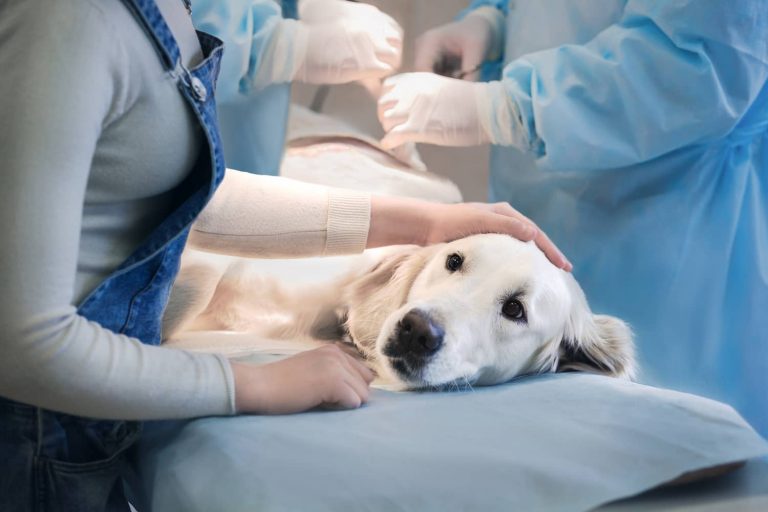 surgery for mast cell tumor dogs