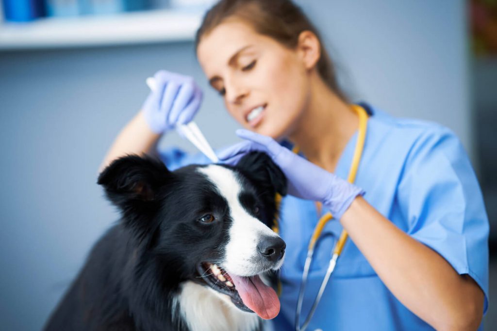 symptoms of lyme disease in dogs
