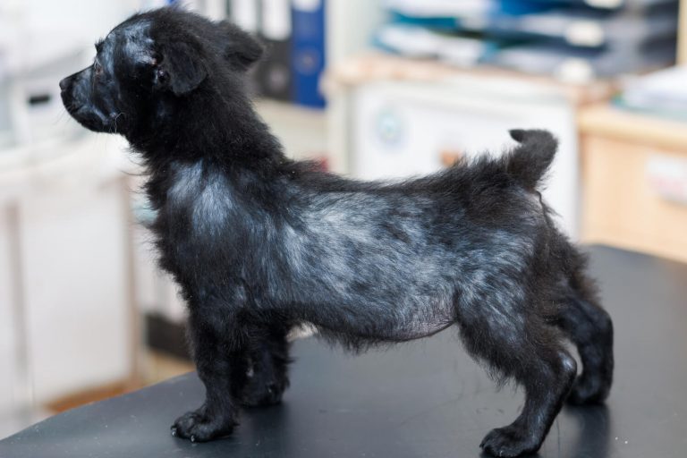 demodicosis in dogs