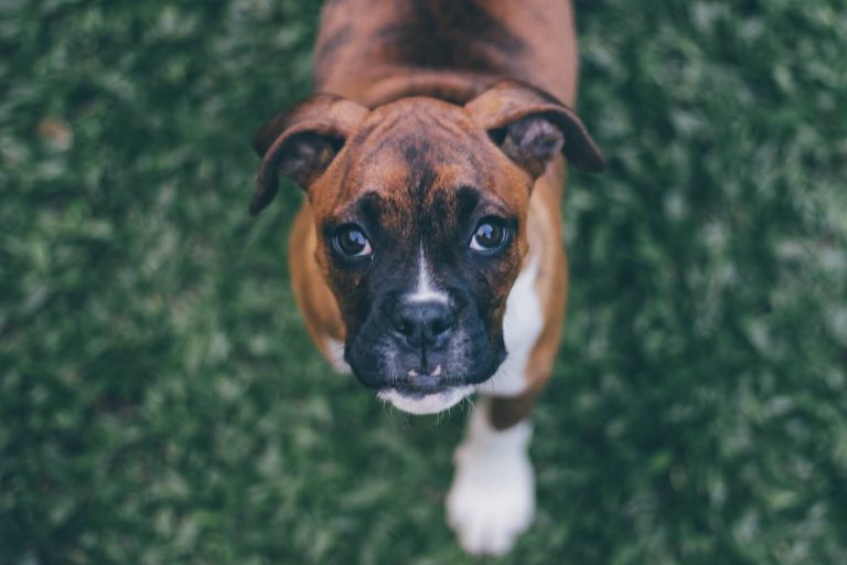 histiocytomas in dogs