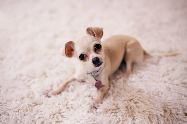 hypoglycemia in dogs