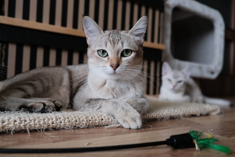 megacolon in cats