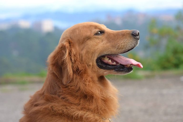 masticatory myositis in dogs