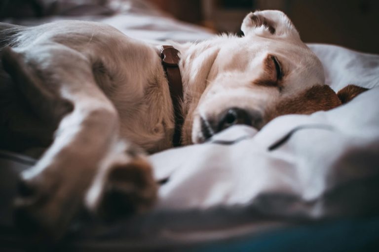 osteosarcoma in dogs