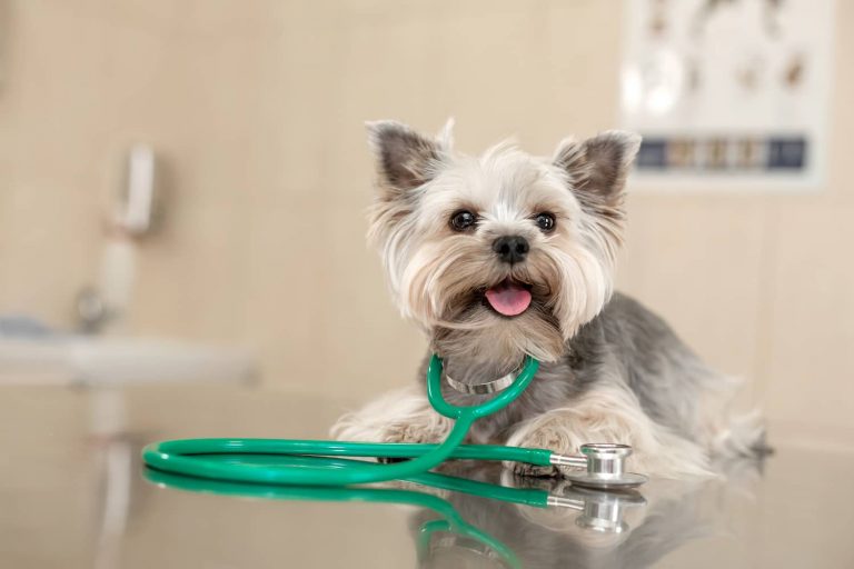 liver shunt in dogs