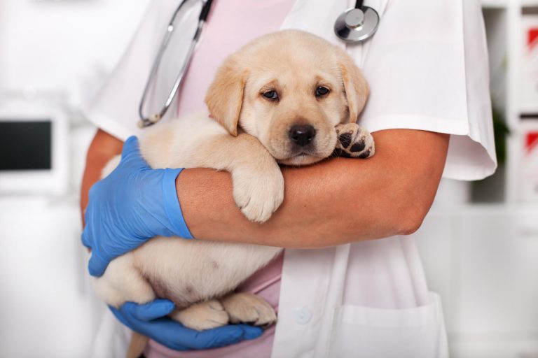 Puppy at vet