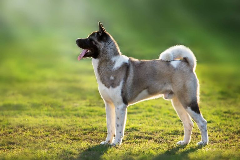 pemphigus foliaceus in dogs