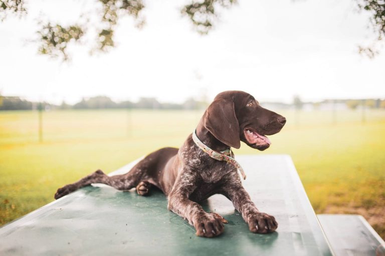 myasthenia gravis in dogs