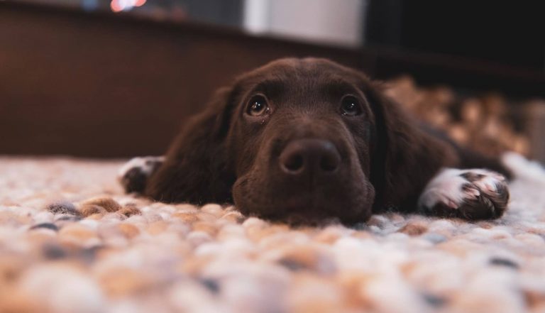 Intestinal Intussusception In Dogs