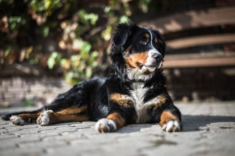 GDV in dogs