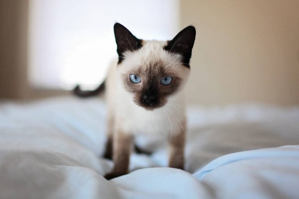 blood in stool in cats