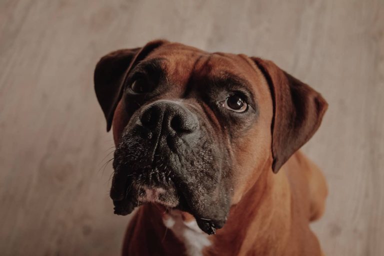boxer colitis