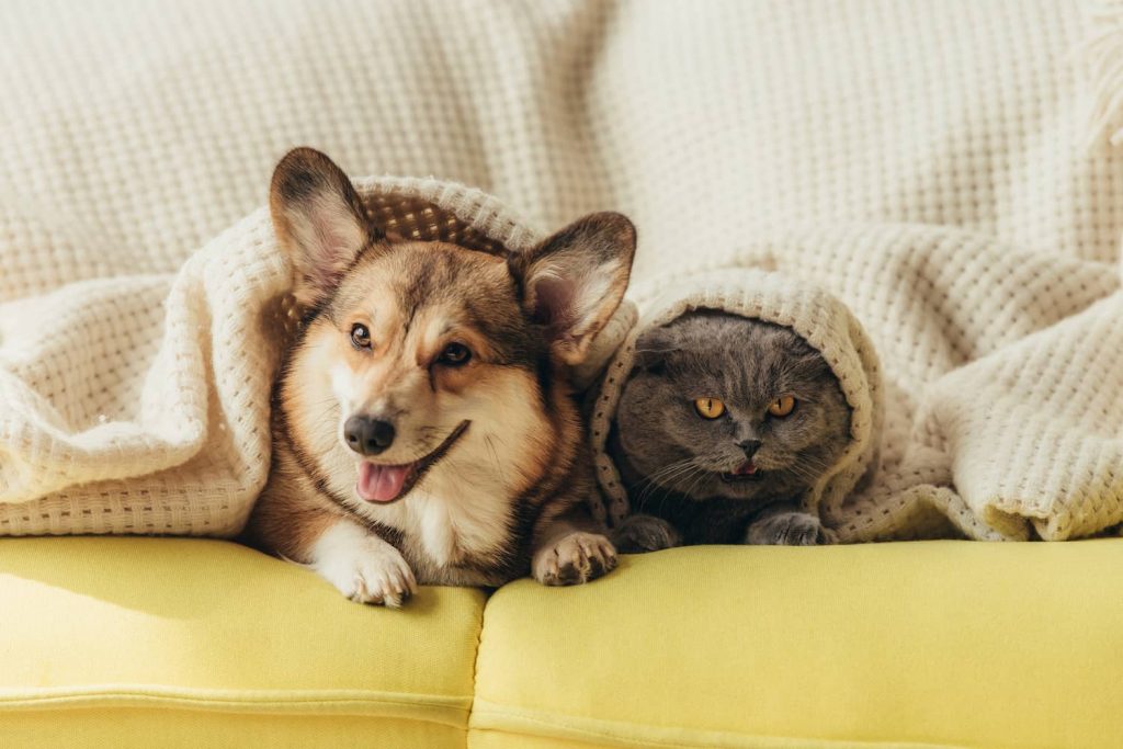cat and dog