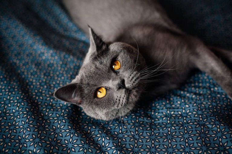 cat FHV