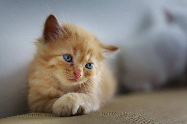 cat polyp