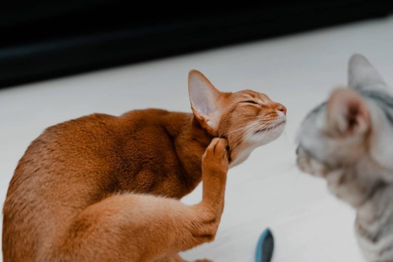 walking dandruff in cats
