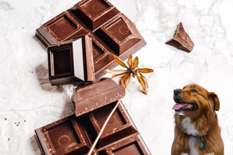 chocolate poisoning in dogs