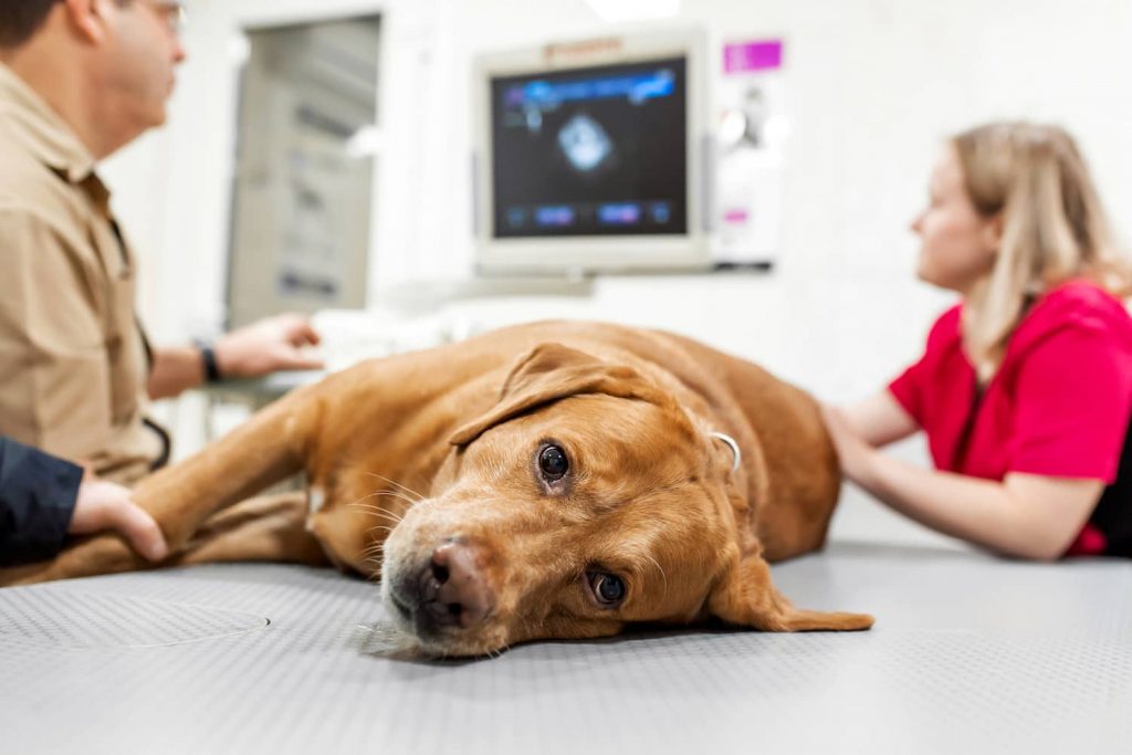 diabetic ketoacidosis in dogs