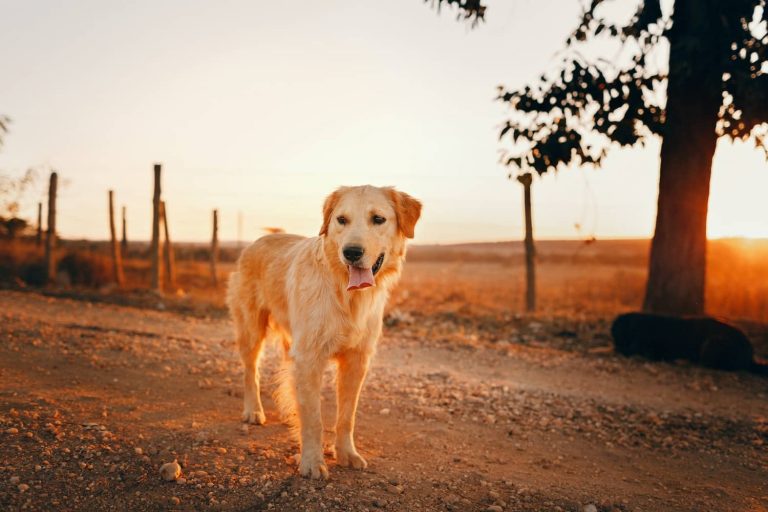 protein losing enteropathy in dogs