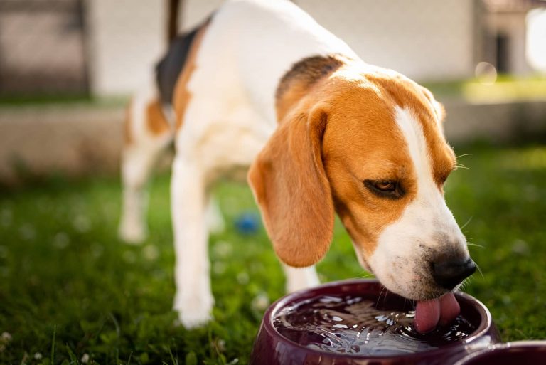 diabetes insipidus in dogs