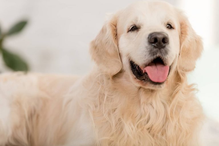 dog facial paralysis