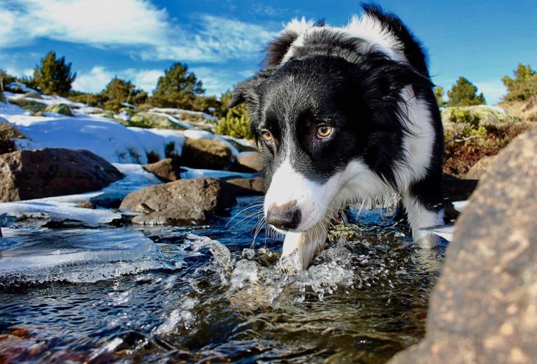dog in river