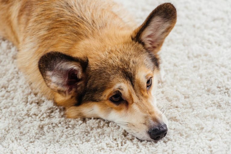 tetanus in dogs