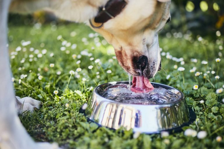 excessive thirst in dogs