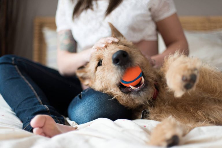 intestinal blockage in dogs