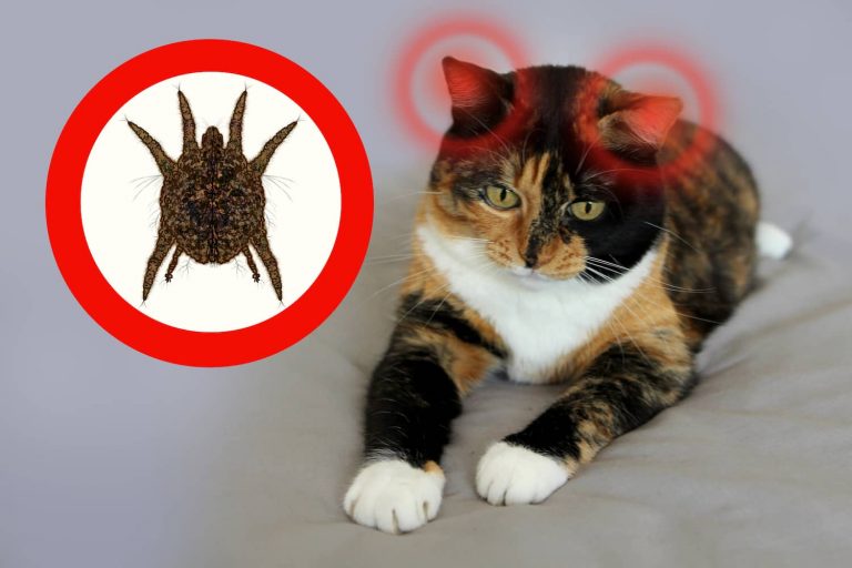 ear mites in cats