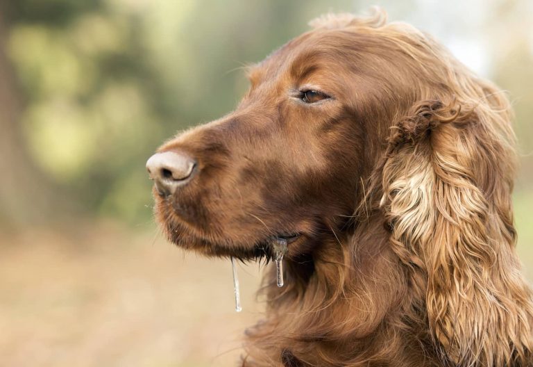 excessive drooling in dogs