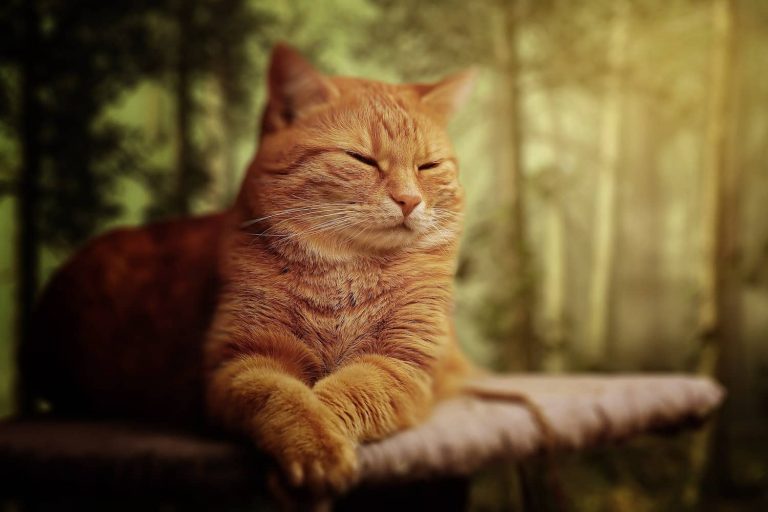kidney infection in cats