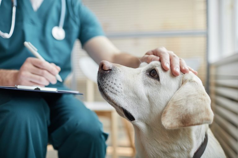 lymphoma in dogs